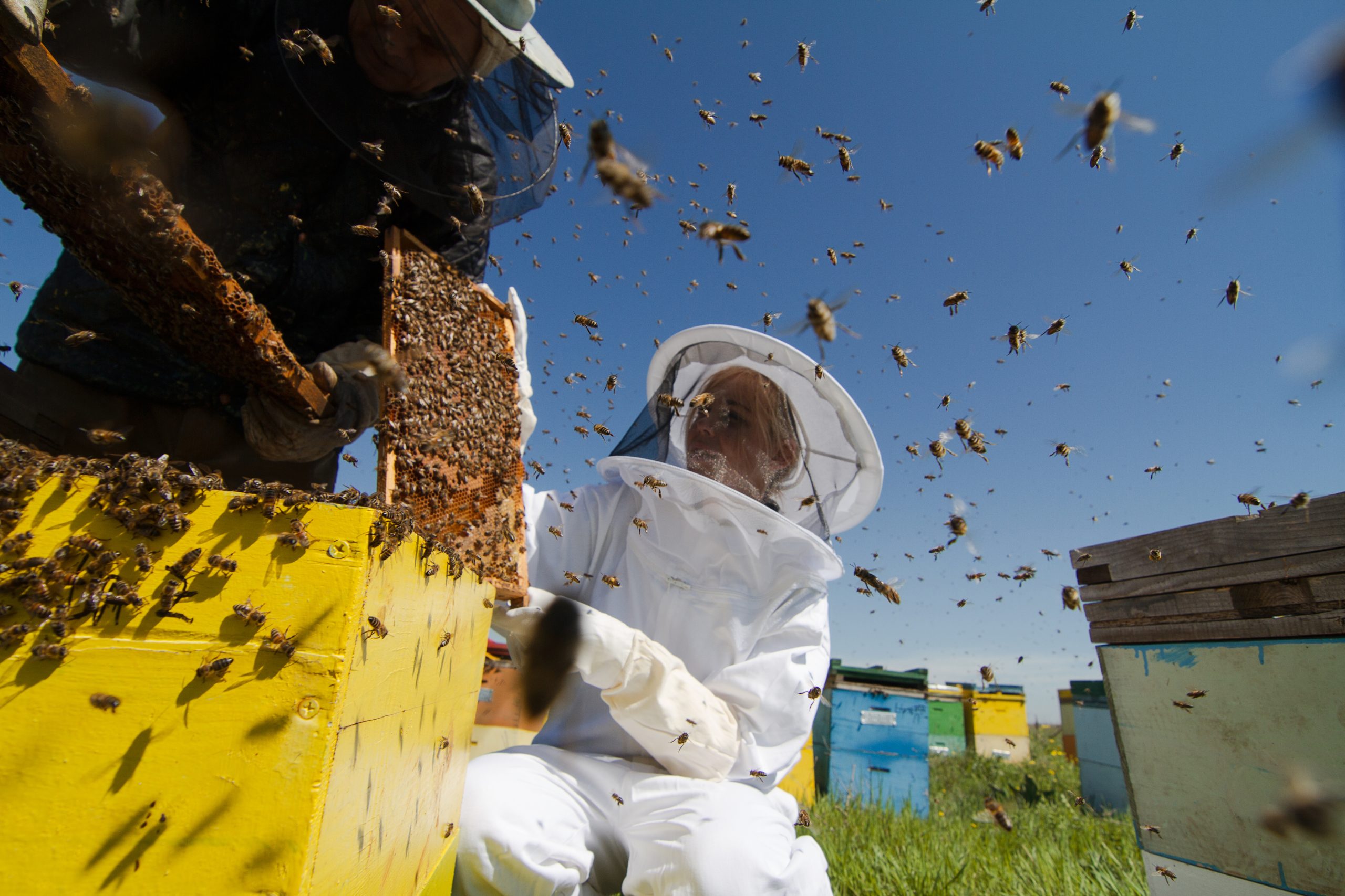 Bee Removal in Stone Oak San Antonio TX