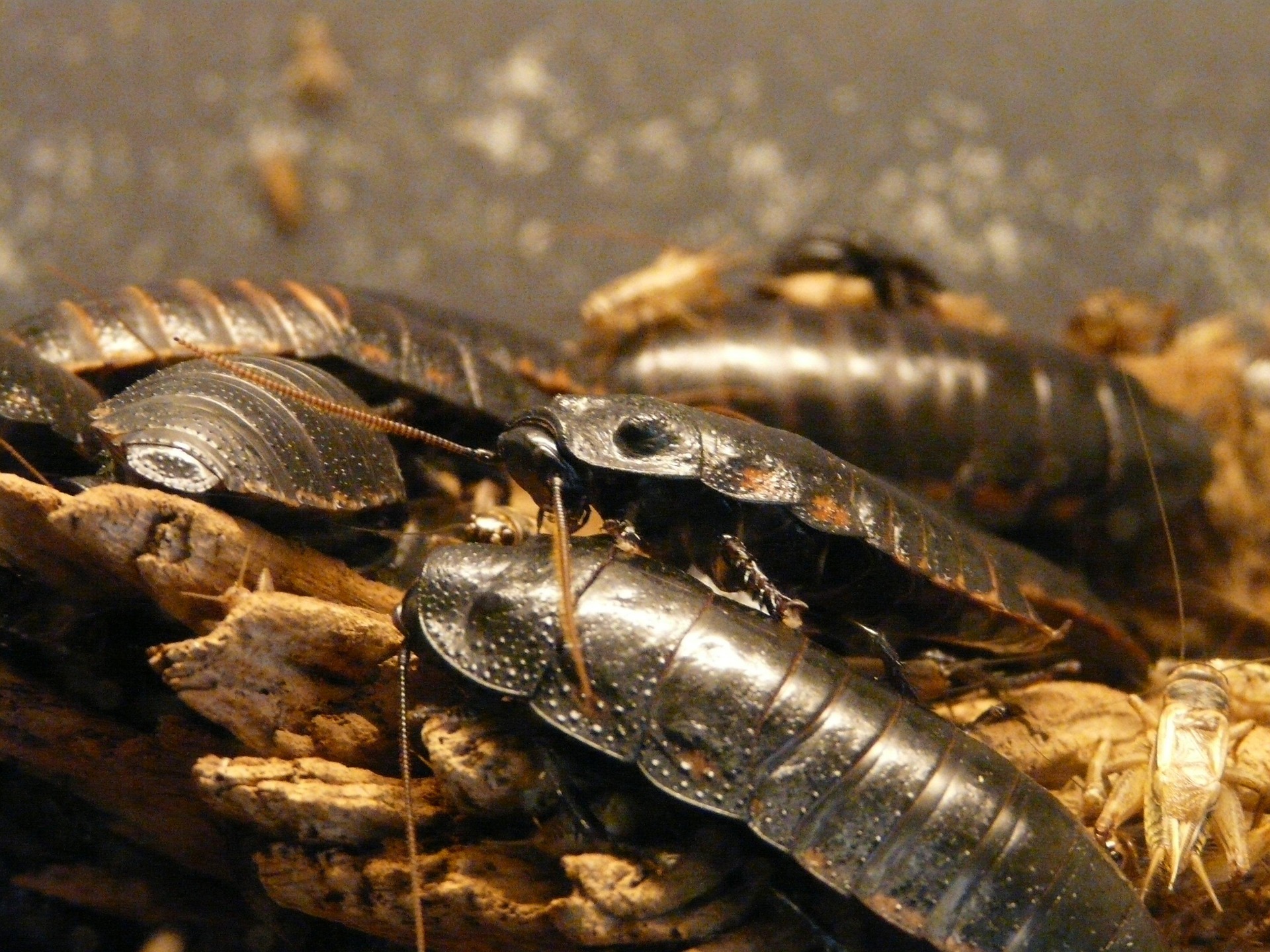 Cockroach Exterminator in San Antonio TX